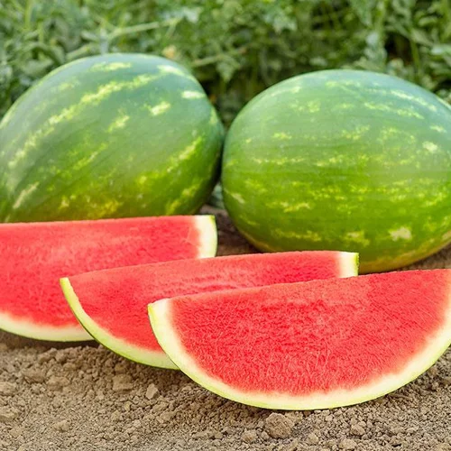 Water Melon