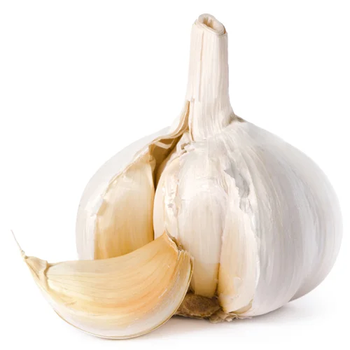 Garlic