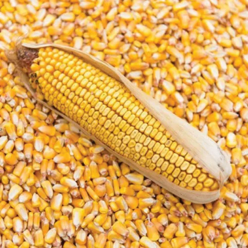 Maize