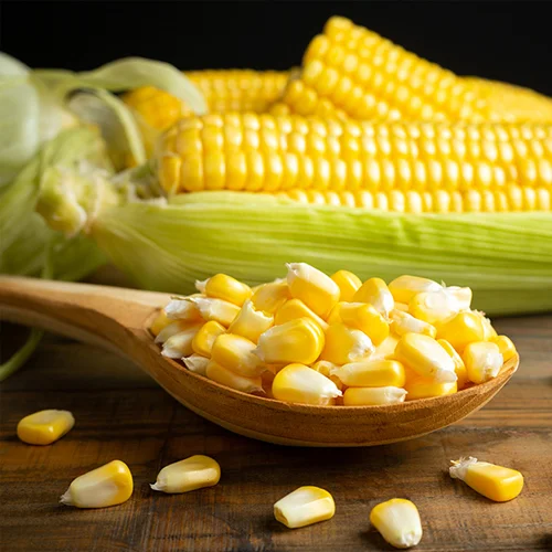 Maize